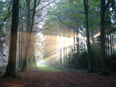 friedwald_web02
